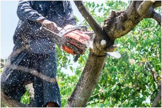 tree services Millwood